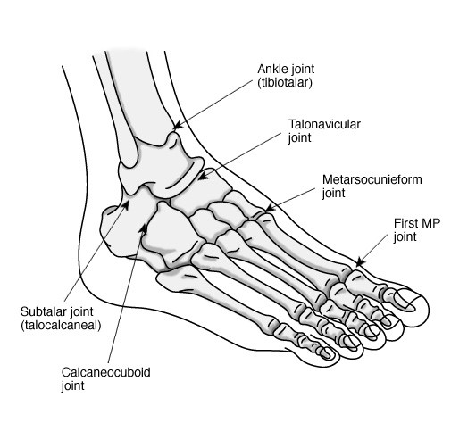 Fractured Ankle - Ankle - Conditions - Musculoskeletal - What We Treat 